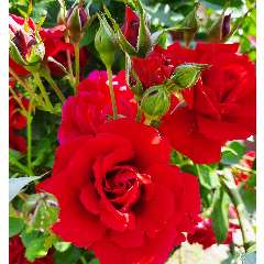 Коблякова Нелли Валерьевна