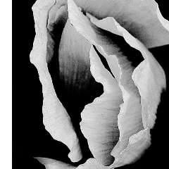 Адаева Алета Солтановна