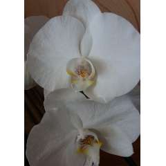 Шамиюнова Амина Мунировна