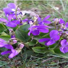 Лядская Татьяна Сергеевна