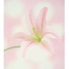 Умерова Лилия Аликовна