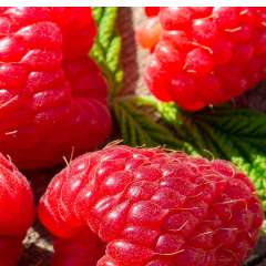 Миронова Елена Геннадиевна