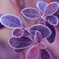 Калиуллина