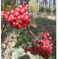 Рощупкина Елена Викторовна