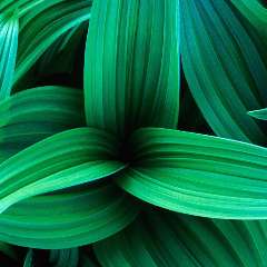 Гулевицкая Иллона Викторовна