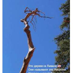 шаманаева елена владимировна
