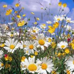 Павликова Зинаида Ивановна