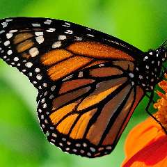 Голодкова Анна Николаевна