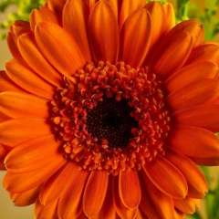 Инна Киселева