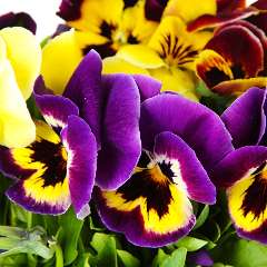 Мартемьянова Оксана Валериевна