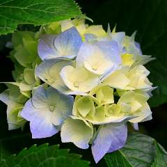 Дзиова Ирина Ахсарбековна