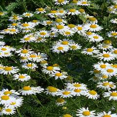 Уфрутова Елена Александровна