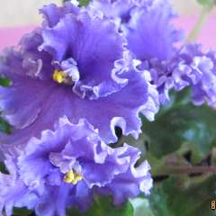 Ломакина Олеся Валерьевна