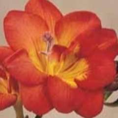 Балабанова Лидия Ивановна