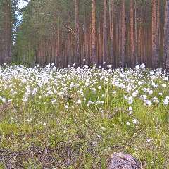 Чухрий Вера Васильевна