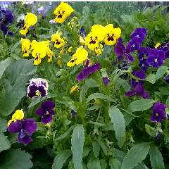 Иванова Татьяна Владимировна