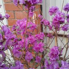 Сорокина Анжела Валерьевна