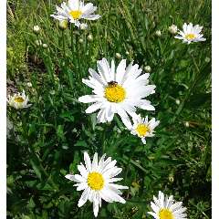 Ольга Михайловна Соколова