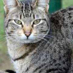 Валентина Иванченко