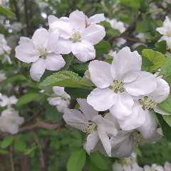 Петухова Надежда Александровна