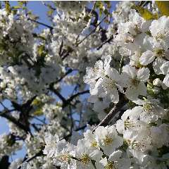 Елисеева Виктория Викторовна