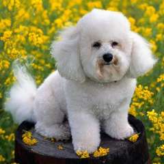 Гречухина Наталья Александровна