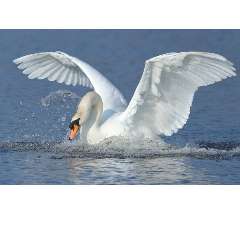 Бирюкова Татьяна Ивановна 