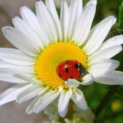 Ефремова Наталья Владимировна