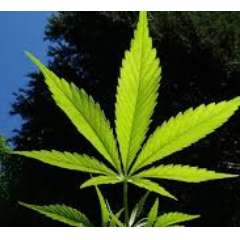 Борисевич Даниил Сергеевич 