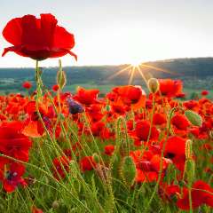 Чапаева Ляйля Мянсуровна