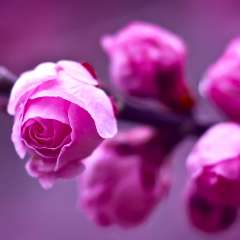 Зинченко Лолита Алексеевна