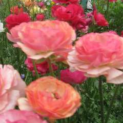 Телешко Наталья Юрьевна