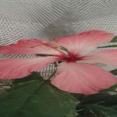 Елена Геннадьевна Касаткина