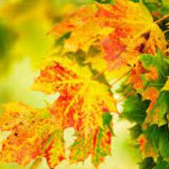 Корзухина Ольга Александровна