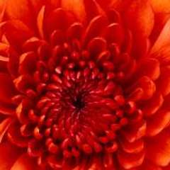 Егиазарян Наира Викторовна