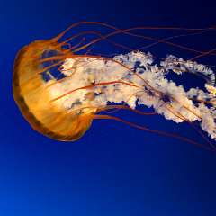 Оксана Владимировна Горбачева