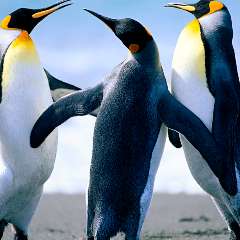 Далгатова АЙшат Далгатовна