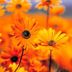 Наталья Николаевна Ковшуева