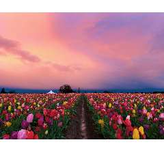 Алиева Заира Пайзулаевна