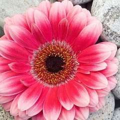 Абакарова Айшат Сайгидовна