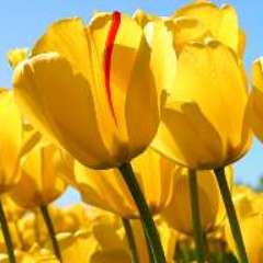 Татьяна Ивановна Супрун