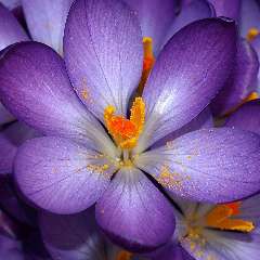 Воскобойник Татьяна Юрьевна