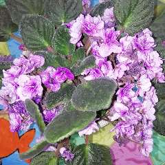 Севрикеева Валентина Викторовна