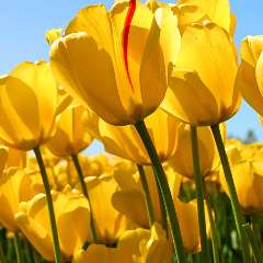 Исболова Алмагуль Муратовна