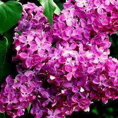 Суркова Марина Владимировна