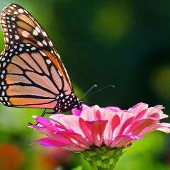 Магомедгаджиева Патимат Мусаевна