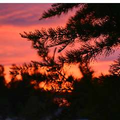 Надежда Ивановна Назаревич