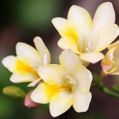 Наталья Константиновна Дикусар