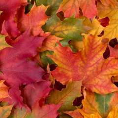 Чиркова Вера Александровна