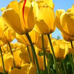  Хоружина Светлана Михайловна